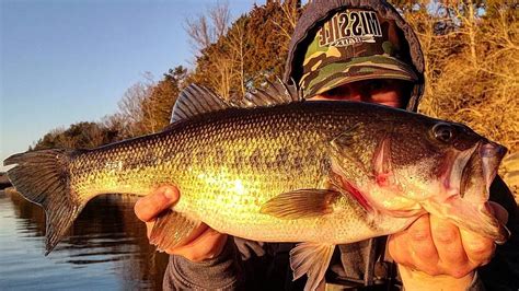 Catching Quality Largemouth Bass On Dale Hollow Late Winter Youtube