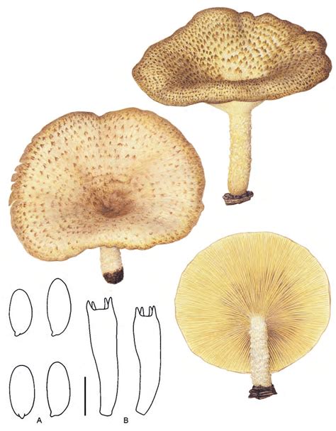 Lentinus Squarrosulus A Spores B Basides Echelle 5 µm A 10 µm