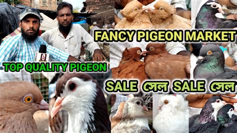 TOP QUALITY FANCY PIGEON AT ULUBERIA FANCY PIGEON MARKET ONE MOON