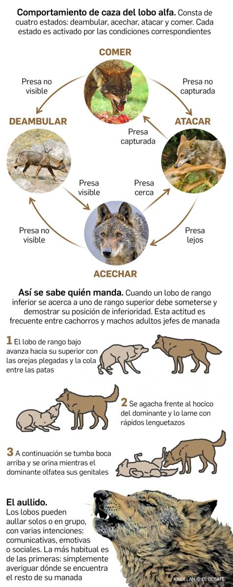 Pitbull Puede Matar A Un Lobo