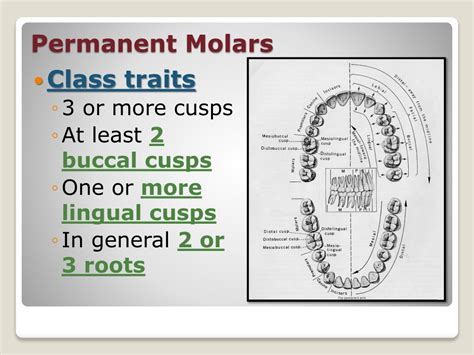 Ppt Morphology Of Permanent Maxillary Molars Powerpoint Presentation Id 9414735