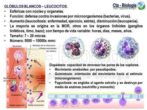 Biología Didáctica Ingeniería Ana 3 Tejido Sanguíneo