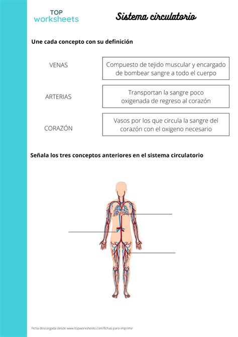 Sistema Circulatorio Ficha Interactiva Topworksheets The Best Porn