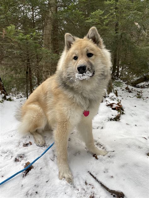 Took my puppy hiking for the first time! I think he likes the snow