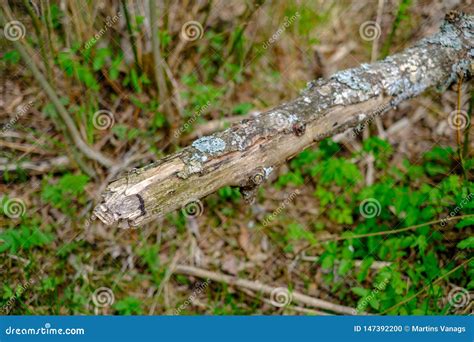 Velho Seque Troncos De Rvore E Stomps Na Floresta Verde Da Mola Foto