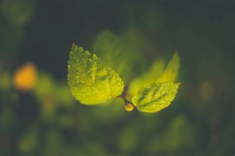 Sunlight Leaves Depth Of Field Nature Photography Water Drops