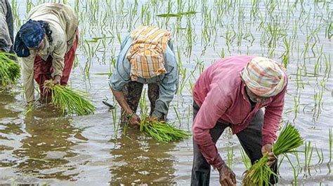 Kharif Paddy Sowing Catches Up In Up Bihar And Jharkhand The Hindu