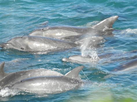 Payday! First Pod of Bottlenose Dolphins Captured | Dolphin Project