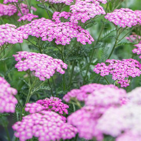 Szkółka Bylin Dobrepole Achillea millefolium Pretty Belinda