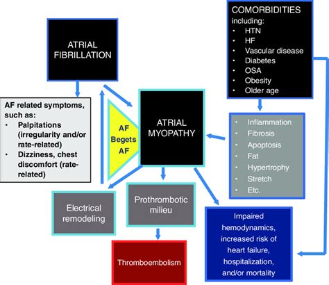 A Depiction Of The Relationship Between Atrial Fibrillation Af