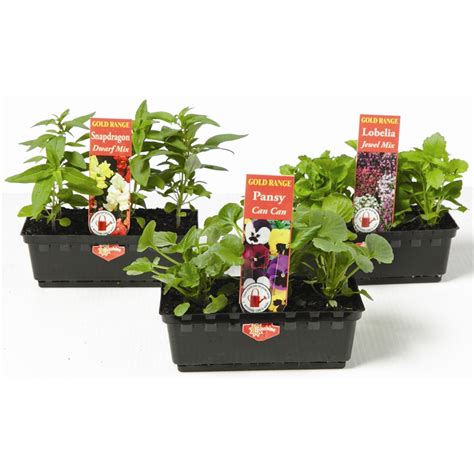 Gold Flower Range Seedling Punnet Bunnings Warehouse