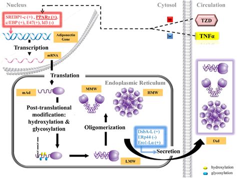 Frontiers Adiponectin Action A Combination Of Endocrine And