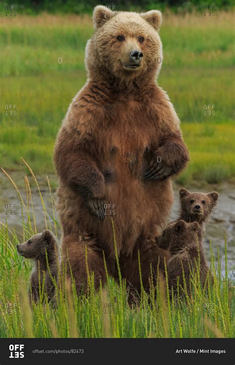 Mother bear protecting her cubs stock photo - OFFSET