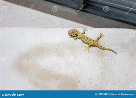 Scary Gecko Climbs and Sticks on the Cement Wall in Toilet - Sourteast ...