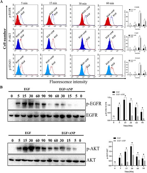 A Analysis Of The Effect Of Anp On Egfr Mediated Signaling The Cells