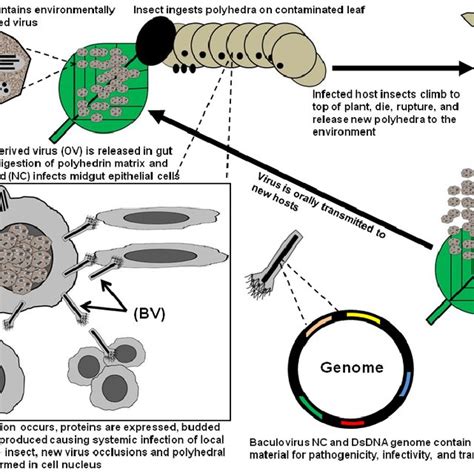 Recombinant Baculoviruses That Express Peptide Neurotoxins Download