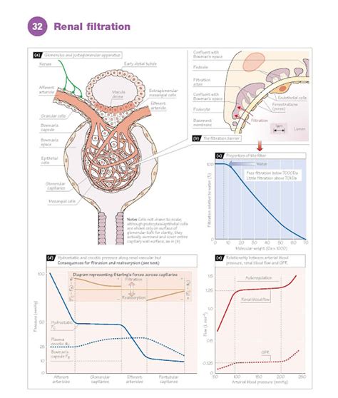 Renal Filtration - pediagenosis