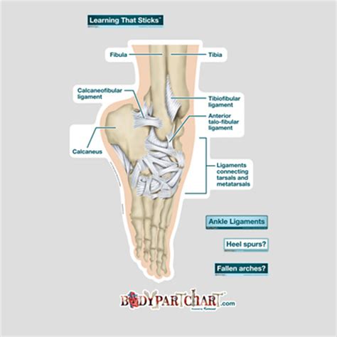 Ankle Ligaments - Labeled - BodyPartChart Official Site