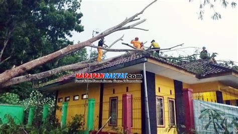 Diterjang Angin Kencang Pohon Tumbang Timpa Rumah Dan Gedung Kua