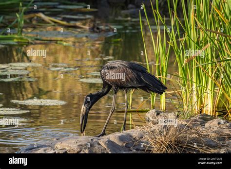 African Open billed stork feeding on a mollusc Stock Photo - Alamy