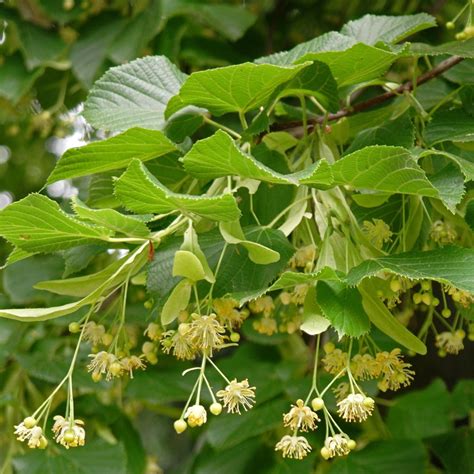 Tilia Cordata Small Leaved Lime Bare Root Hedge Free UK Delivery