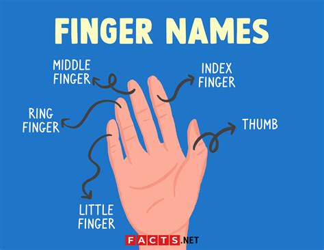Little Finger Facts at Eileen Perry blog