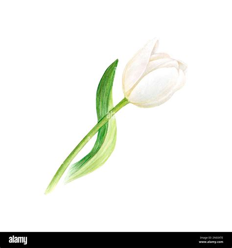 White Tulip Flower In Watercolor Hand Drawn Botanical Illustration