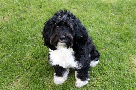 Newfiedoodle: A Crossbreed of Newfoundland and Poodle