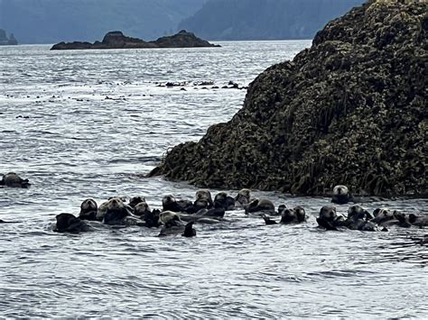 Booming sea otters and fading shellfish spark values clash in Alaska