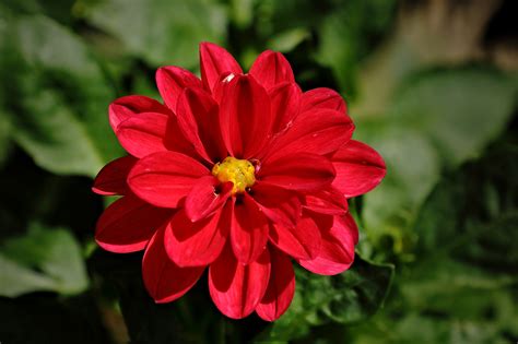 Red Dahlia by Laura-B-R on DeviantArt