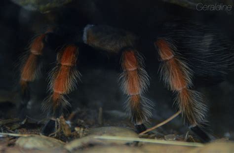 Wallpaper Tarantula Invertebrate Close Up Organism Arthropod