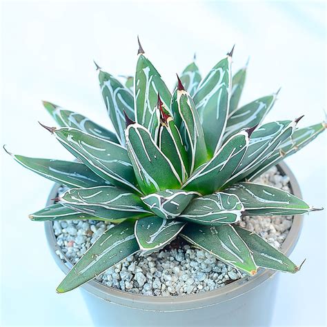 Agave Victoriae Reginae Surreal Succulents