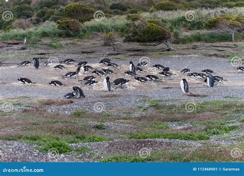 Penguins in Argentina. stock image. Image of animal - 112468901