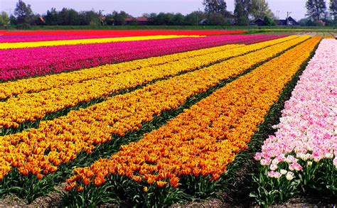 Tulip Flowers In Holland or Netherlands