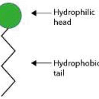 surfactant molecule containing hydrophilic head and hydrophobic tail 4 ...