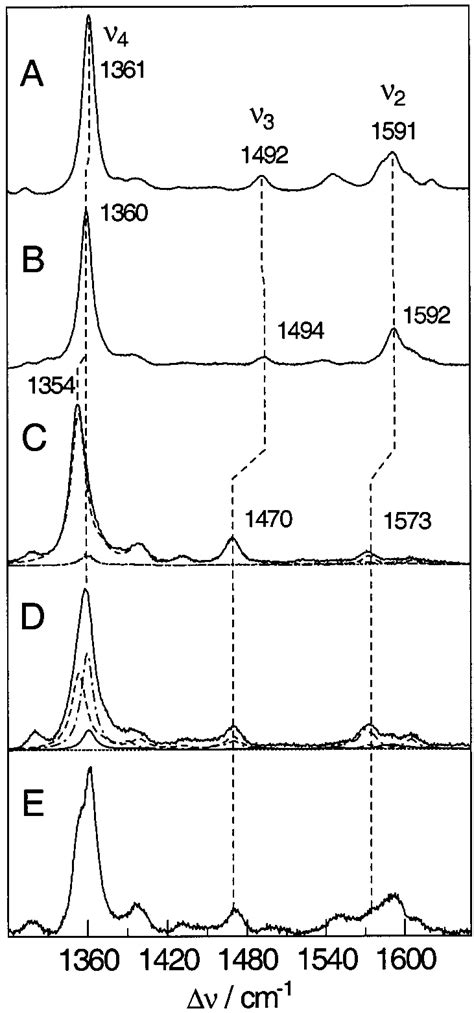 RR Spectra Of Ferrous Cyt C In The Marker Band Region Between 1300 And