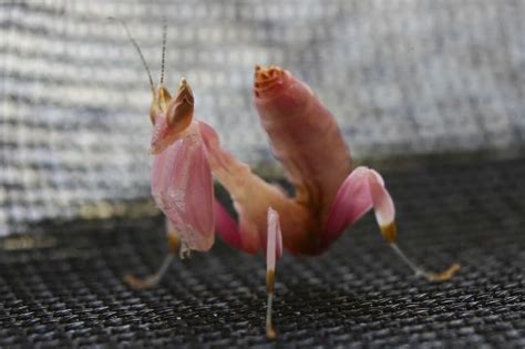 Orchid Mantis: Care, Facts & Info (With Pictures!) | ThePetFAQ