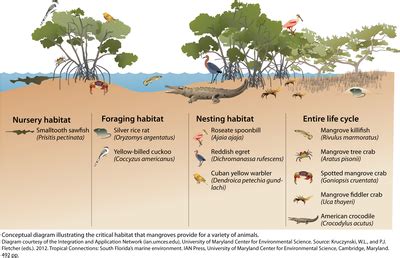 Mangrove Life Cycle