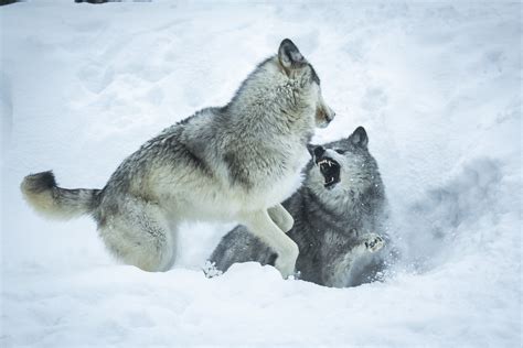 Firece Wolf Baring Teeth Playing Gray Wolves West Yellowstone Montana