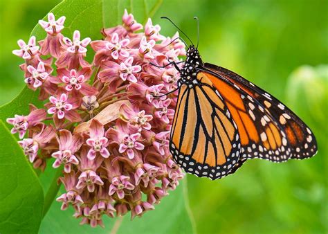 The Ultimate Guide To Growing Milkweed Plants For Monarch Butterflies