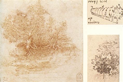 Leonardo Da Vinci Botany Drawings