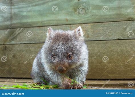 Little Wombat Tasmania Stock Photo Image Of Australian 65942900