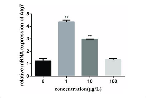 Effect Of Pfoa On Atg Mrna Levels In C Auratus Lymphocytes Exposed