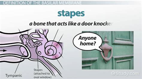 Basilar Membrane | Definition, Function & Location - Lesson | Study.com