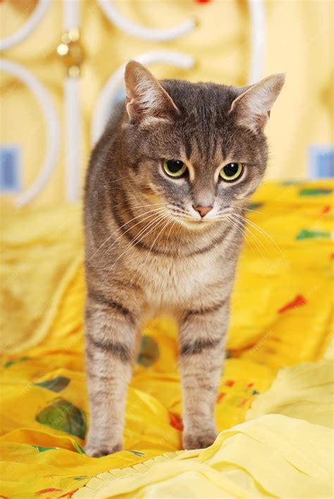 Premium Photo | Striped domestic cute cat at the bedroom