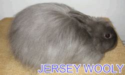 Razas De Conejos Raza JERSEY WOOLY