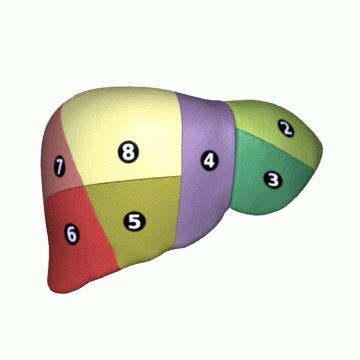 liver segment wikipedia
