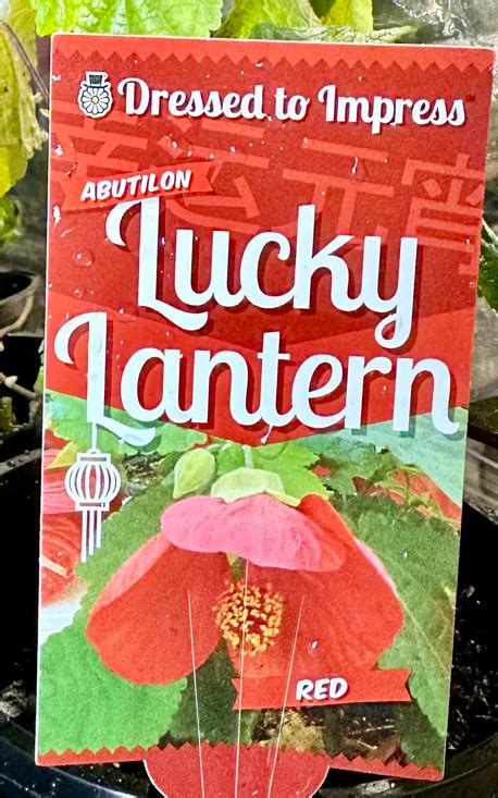 ABUTILON Lucky Lantern Red Echuca Moama Plant Farm