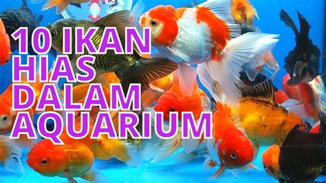 Ikan Hias Air Tawar Yang Bisa Dicampur Dalam Satu Aquarium Youtube