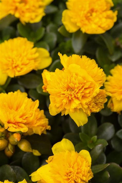 Portulaca Oleracea Colorblast Double Yellow Lucas Greenhouses